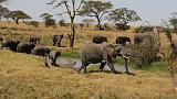 TANZANIA - Serengeti National Park - Elefanti - 07